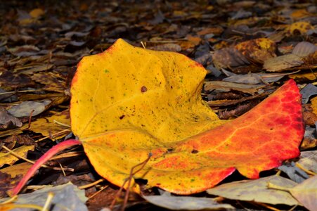 Golden autumn autumn leaves yellow leaves