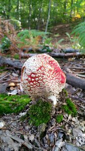 Mushrooming autumn