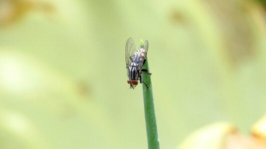 Insect fly the brazilian chives