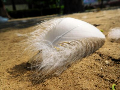 Bird nature