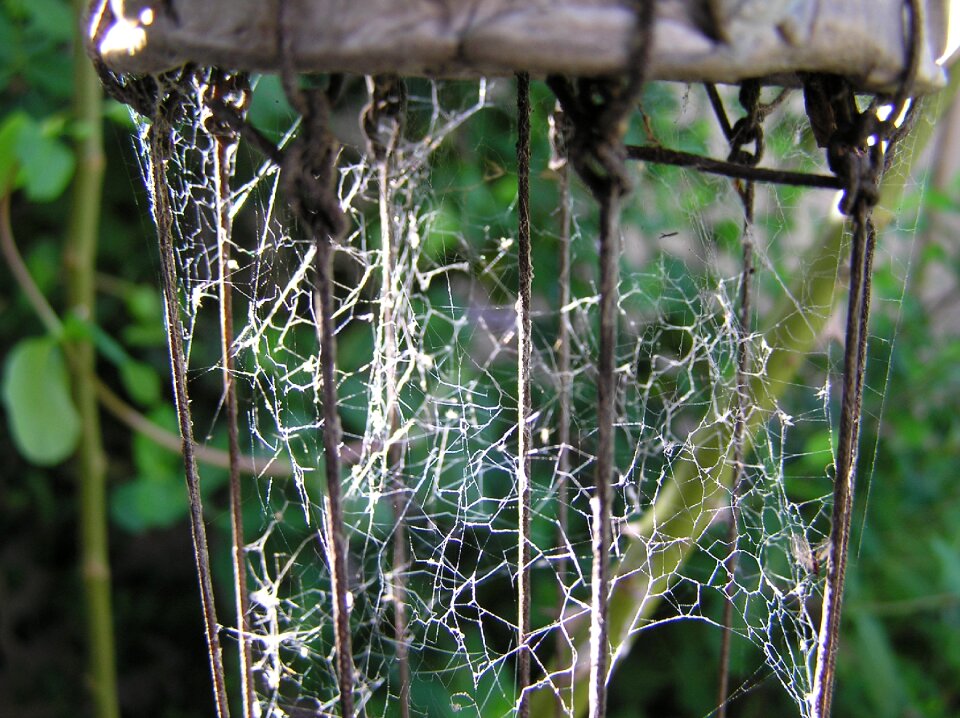 Insect nature