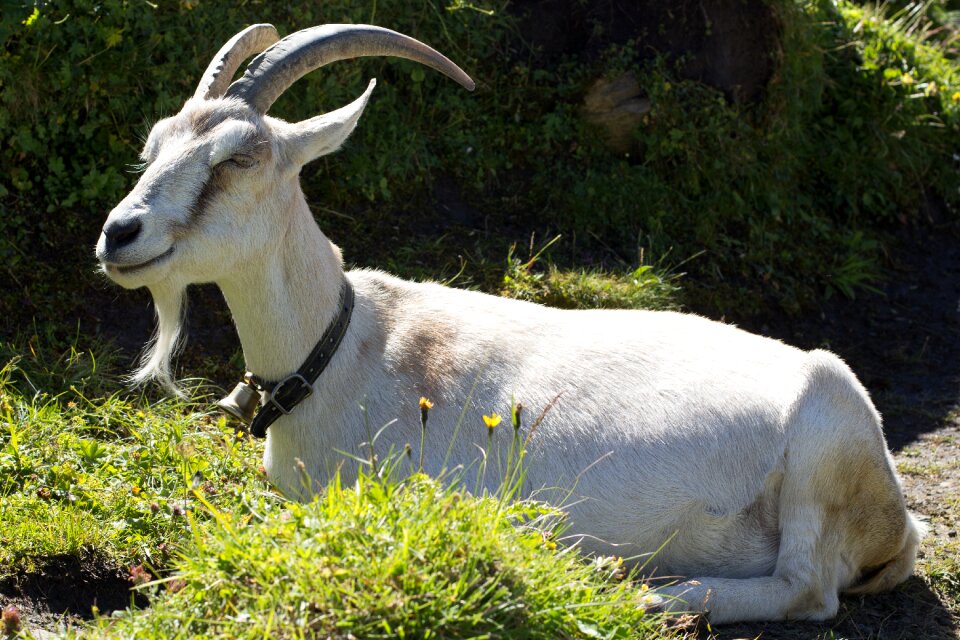 Wild wildlife horn