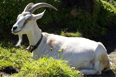 Wild wildlife horn