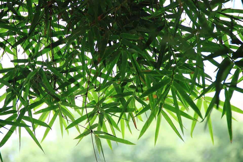 Green bamboo spring
