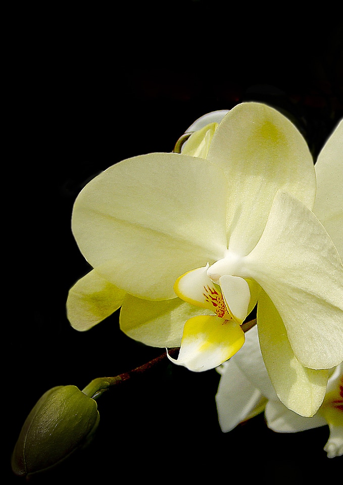 Flower orchid white