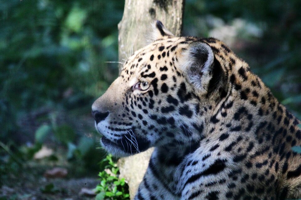 Tawny animals zoo