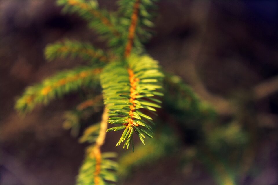 Tree forest nature