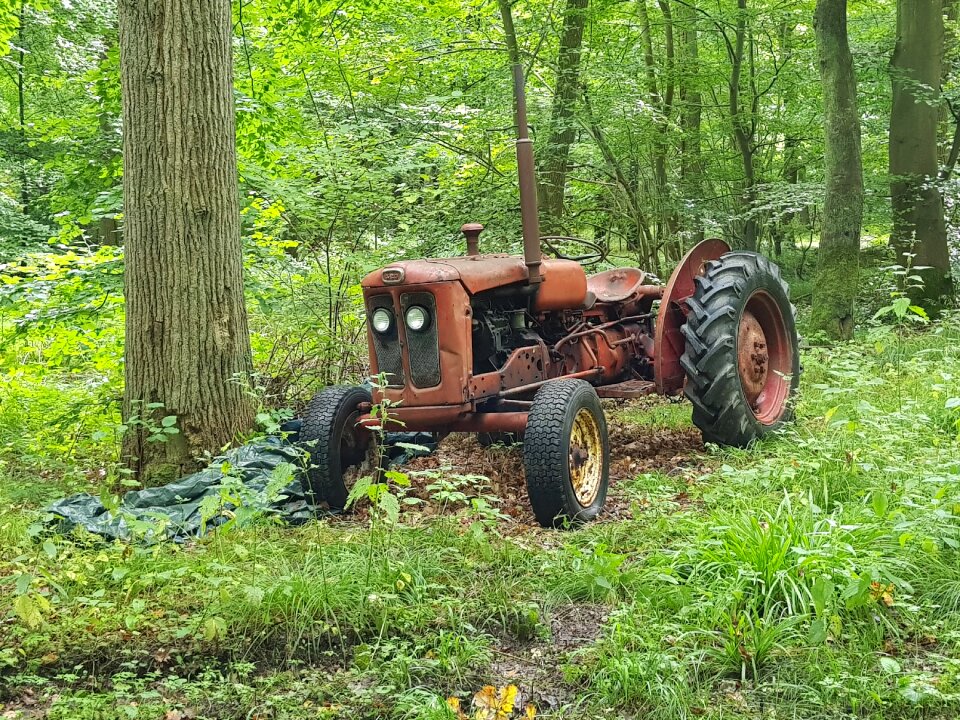Nature denmark oldtimer