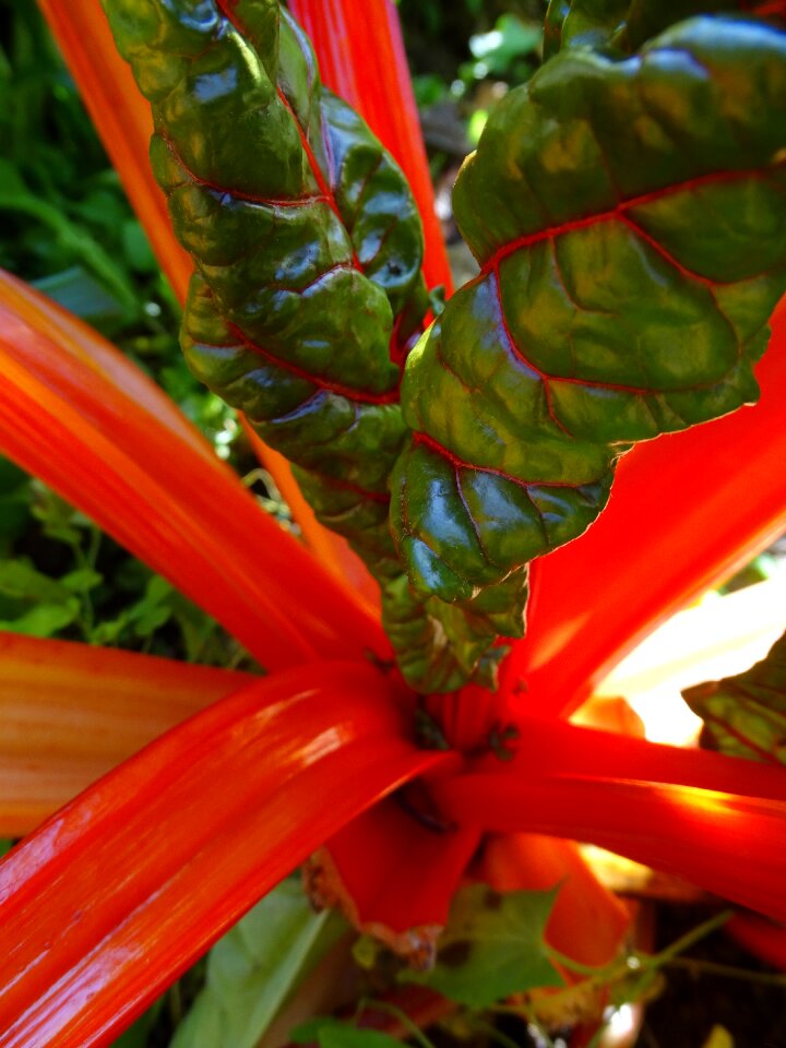 Vegetables leafy vegetables vegetable plant