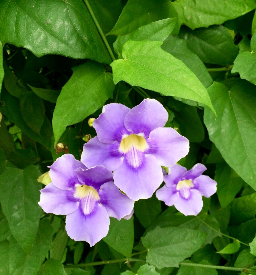 Nature purple flower plant