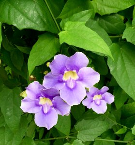 Nature purple flower plant