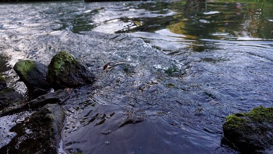 Water pegnitz reason nuremberg
