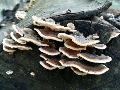 Brown mushroom forest floor wood