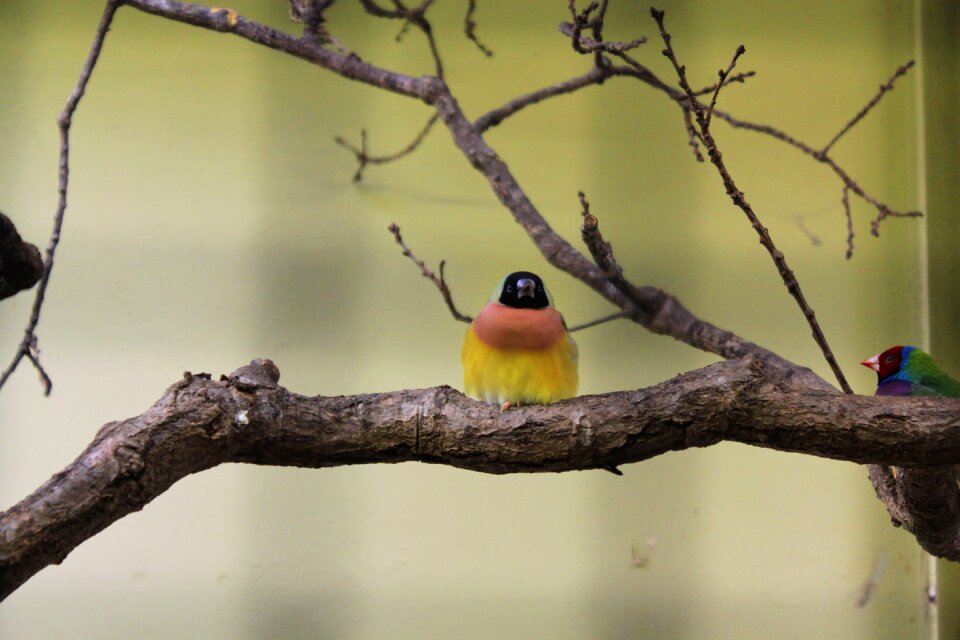 Bird branch zoo