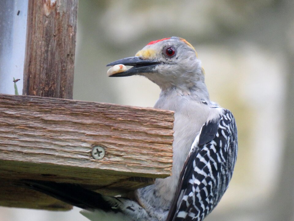 Up close wildlife