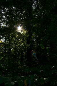 Nature light dark