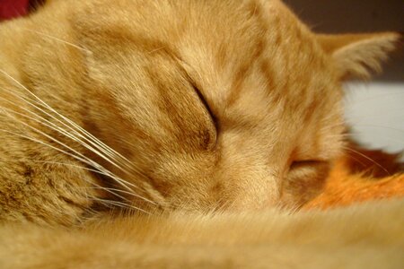 Animals sleepy cat fur photo