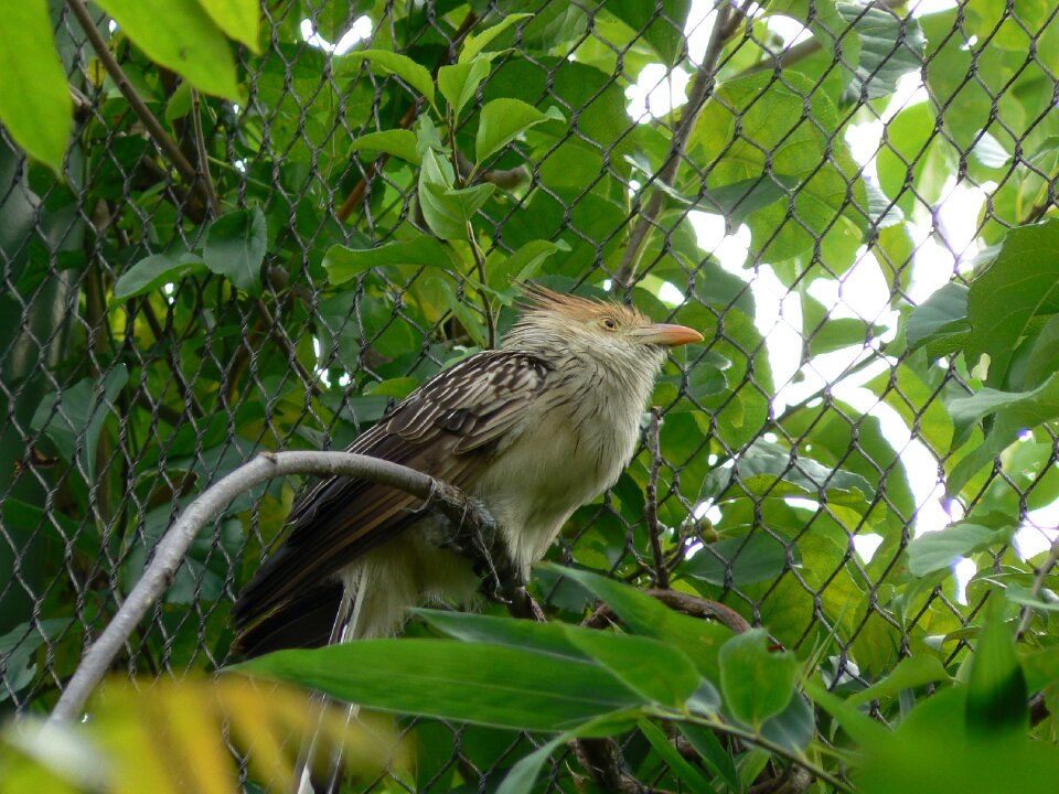 Animals little bird wings