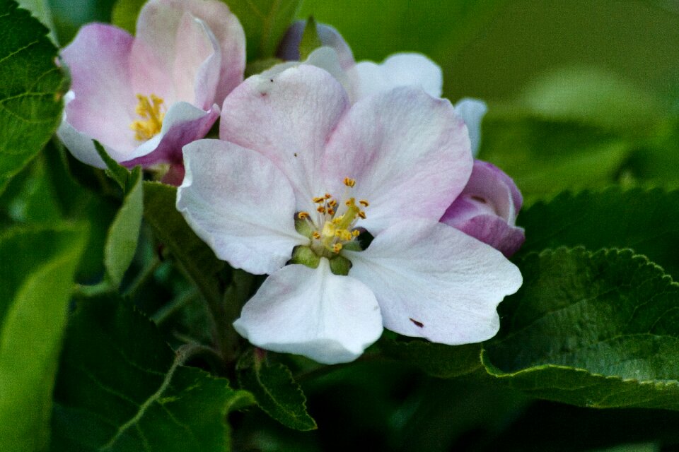 Natural flower rosa