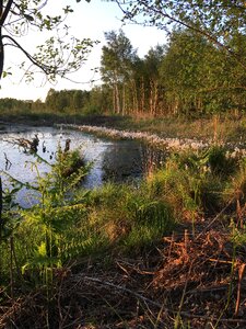 Wetland wood moorland photo