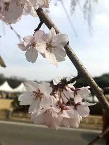 Cemetery spring cherry blossom