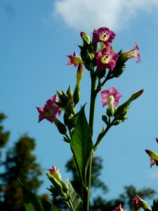 Purple flower plant green