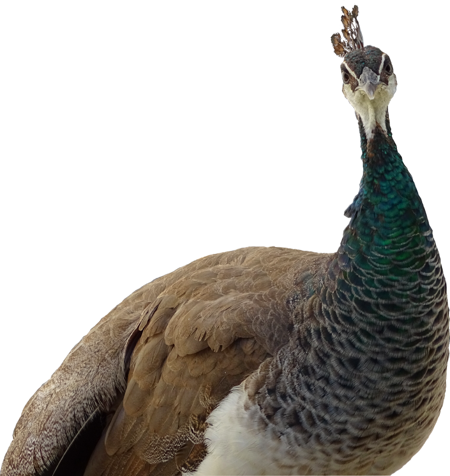 Feather bird animals