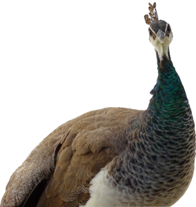Feather bird animals