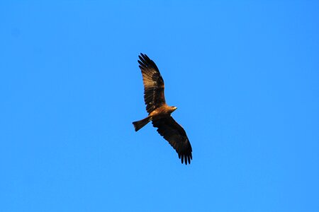 Bird wildlife flying