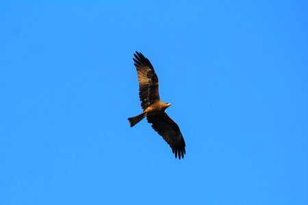 Bird wildlife flying photo