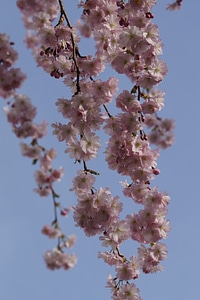 Spring blossom pink photo
