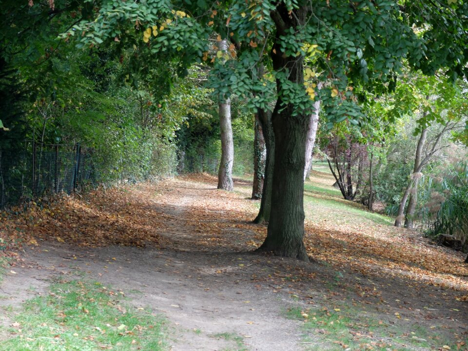 Leaves field allee