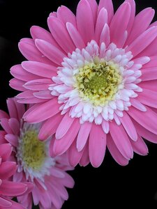 Blossom petal garden