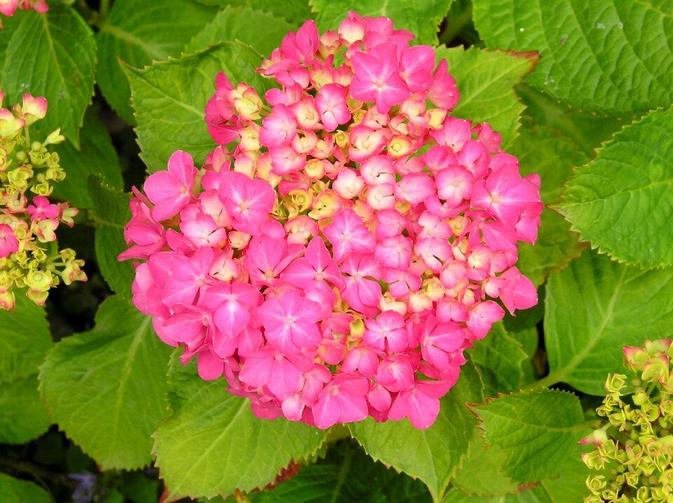 Nature bloom garden plant