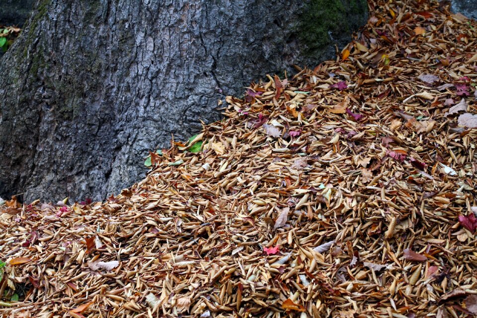 Wood red nature