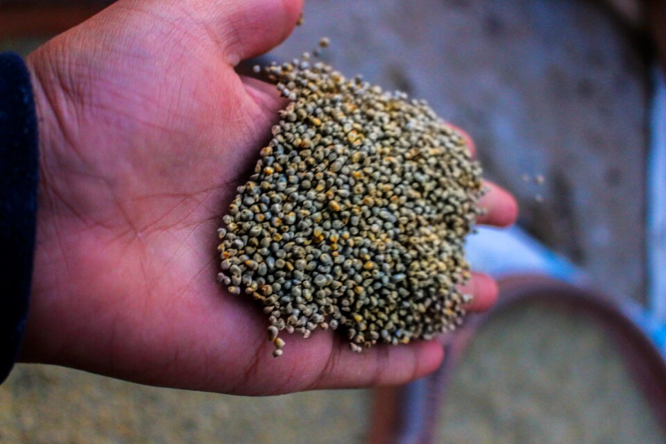 Natural seeding fresh