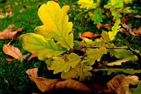 Leaves fall color emerge photo