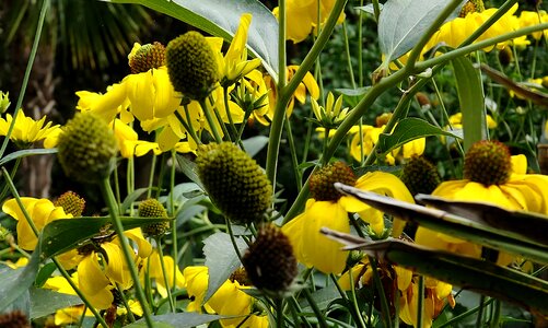 Yellow flower flower plant