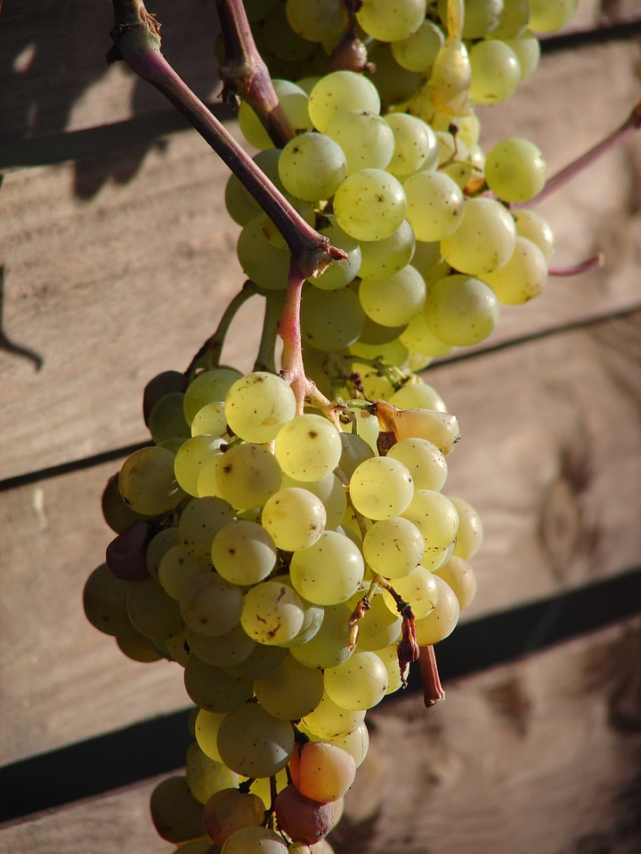 Fruit winegrowing season