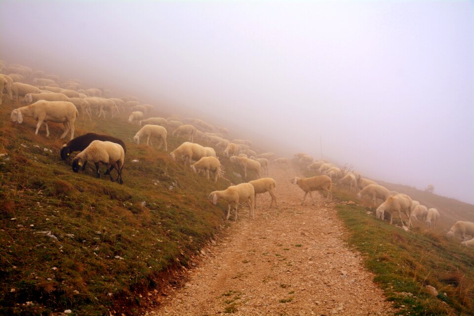 Fog mountain trail