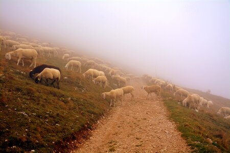 Fog mountain trail