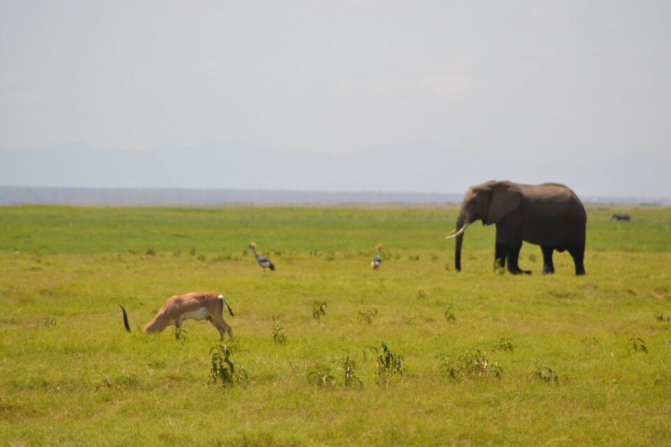 Africa forest