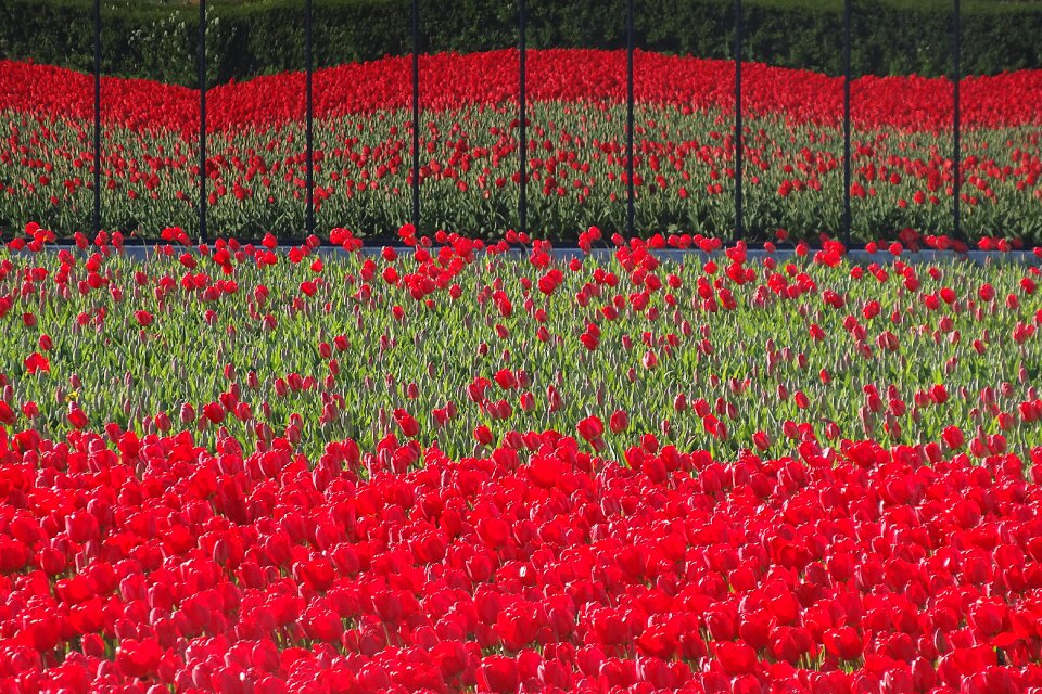 Colors parterre summer