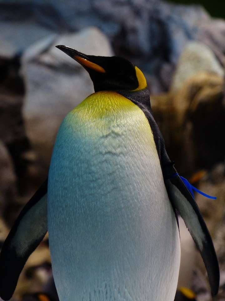 Spheniscidae big penguin aptenodytes