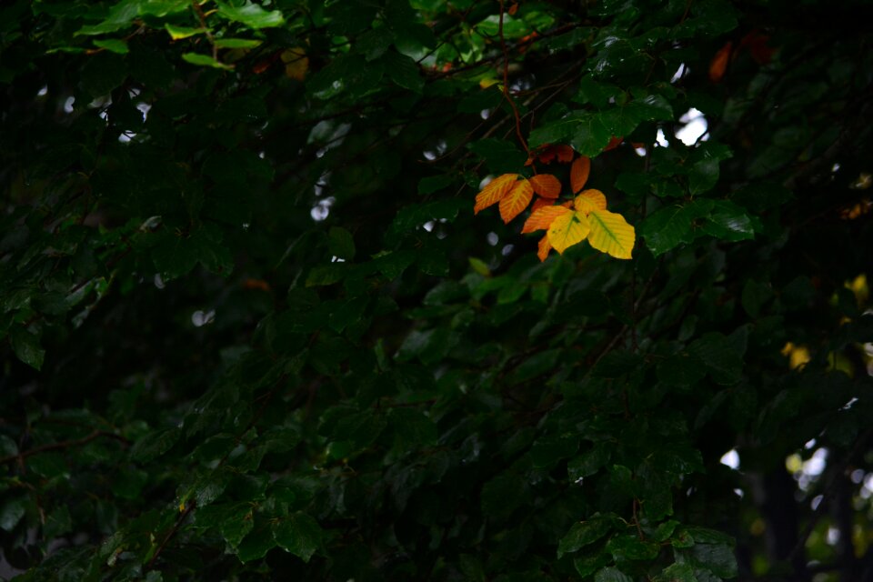 Forest green leaves green