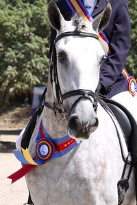 Champion ribbon dressage photo