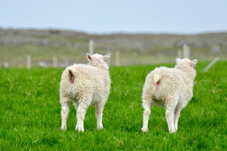Rear schäfchen sheep