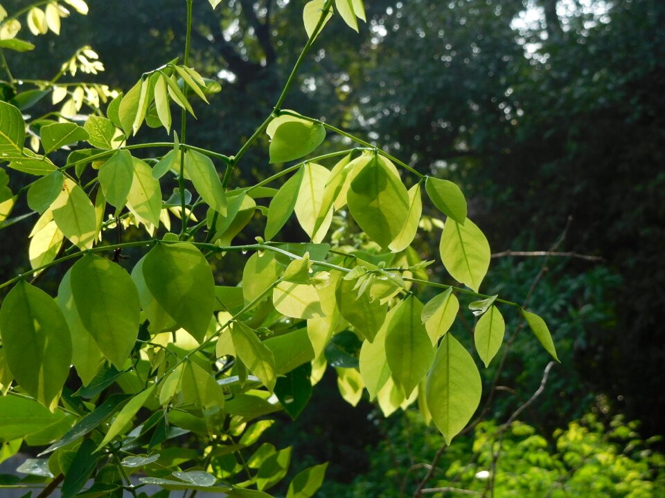 Green leaves branch spring