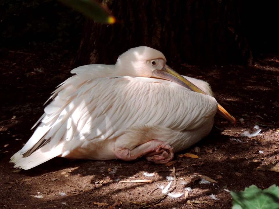 Water bird heraldic animal bird