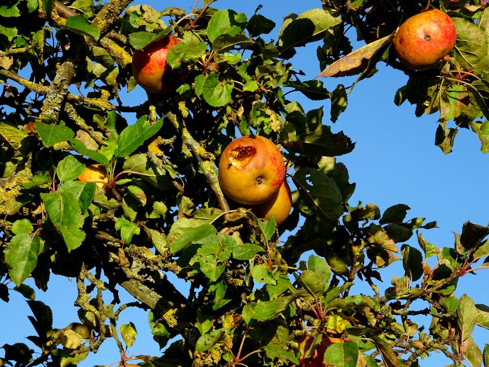 Insect fruit nature